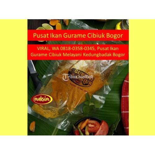 VIRAL, WA 0818-0358-0345, Pusat Ikan Gurame Cibiuk Melayani Kedungbadak Bogor