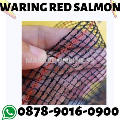 Partai Besar, WA+6287890160900, Jaringan Terluas, Waring Hitam Surabaya