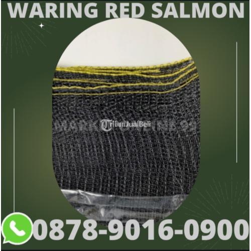 Partai Besar, WA+6287890160900, Jaringan Terluas, Waring Hitam Surabaya