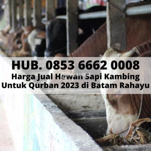 Hub. 0853 6662 0009, List Harga Kambing Aqiqah Untuk Orang Tua Sapi Rahayu Batam