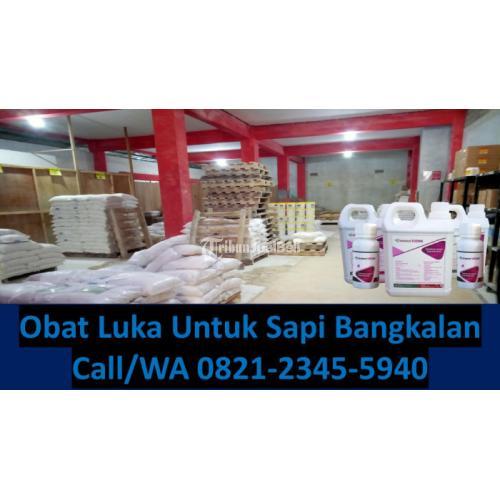 Desinfektan Alami Untuk Kandang Sapi Bangkalan