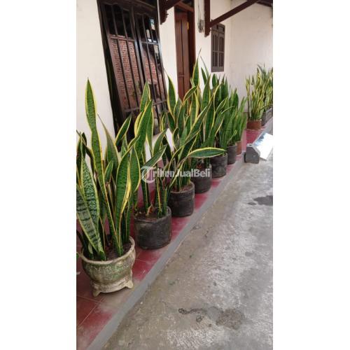 Jarang Ada Rumah 300 Jutaan di Blimbing Kota Malang