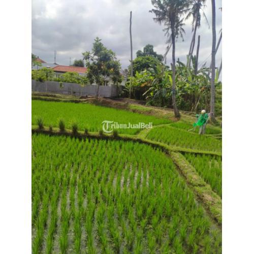 Villa baru Canggu Bali view sawah ada 5 unit Mr, Jon furnished