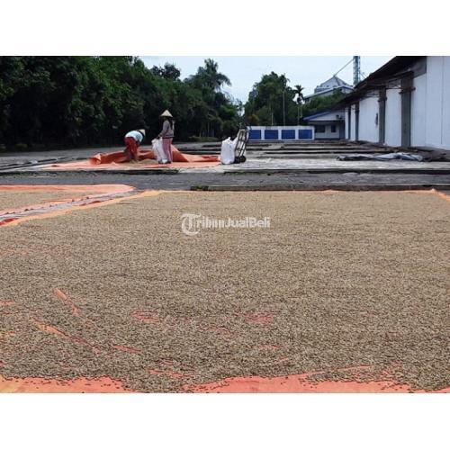 Harga Green Bean Arabika per Kg - Makassar