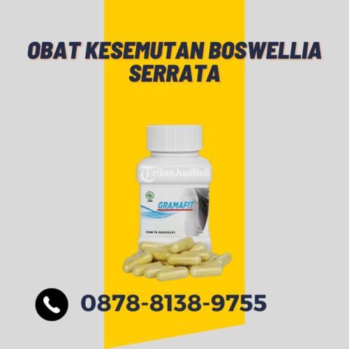VIRAL, Tlp 0878-8138-9755 Obat Kesemutan Boswellia Serrata