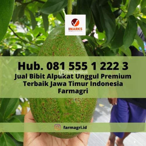 BIBIT ALPUKAT, Bibit Alpukat Premium Unggul Tinggi 1 Meter di Jawa Timur Indonesia Farmagri