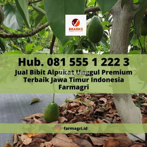 BIBIT ALPUKAT, Hub, Bibit Alpukat Premium Unggul Siap Tanam di Jawa Timur Indonesia Farmagri
