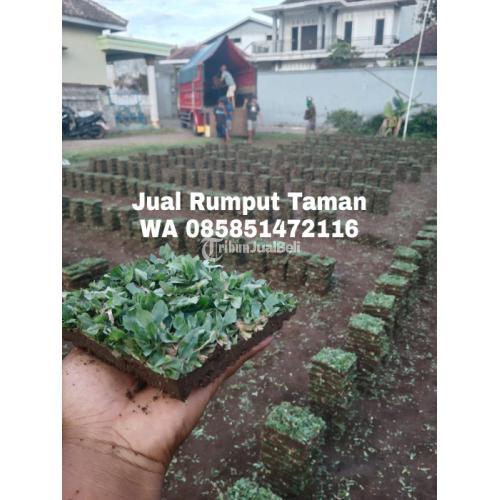 Rumput Gajah Mini Terbaru