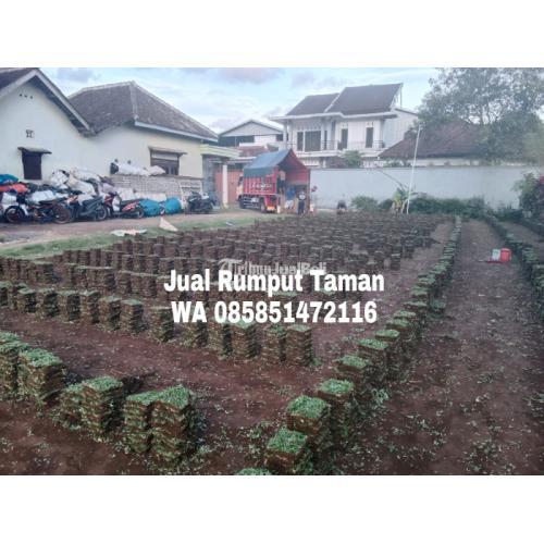 Rumput Gajah Mini Terbaru