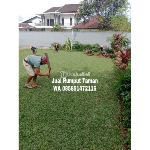 Rumput Gajah Mini Terbaru