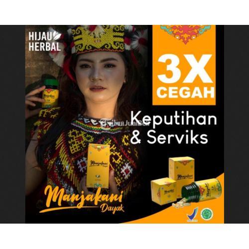 Fresh Manjakani Dayak - Kapsul Majakani Kanza Herbal Solusi