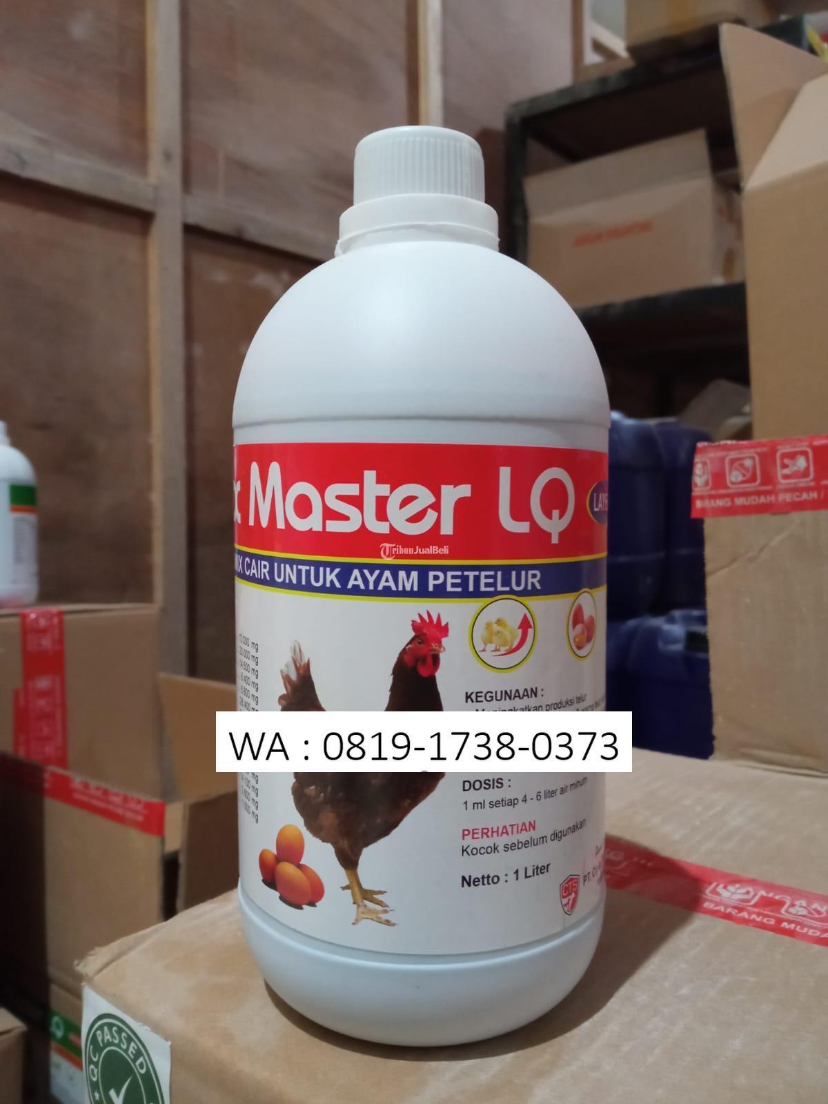 Suplemen Meningkatkan Produksi Telur Ayam - Tribun JualBeli