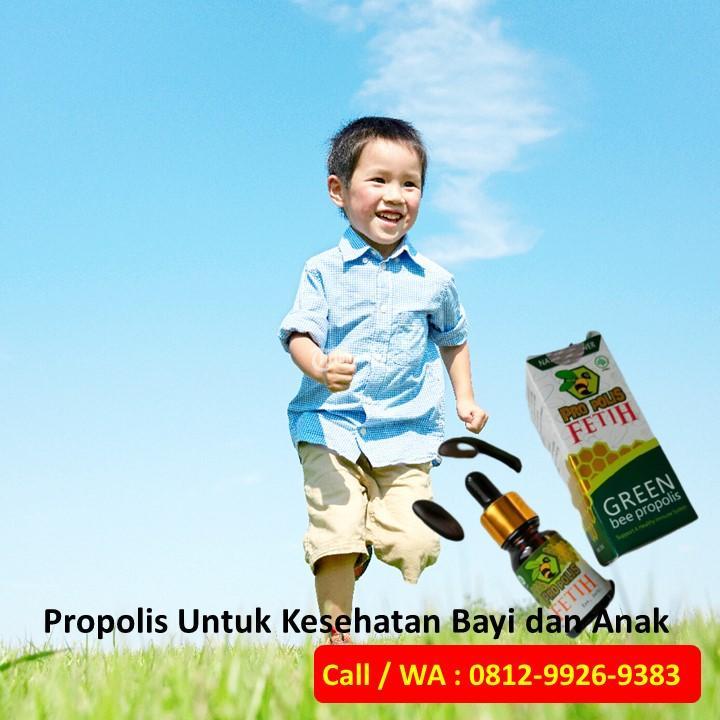 Propolis Untuk Mengobati Amandel Anak Kanigoro Fetih Brazil Call WA 081299269383
