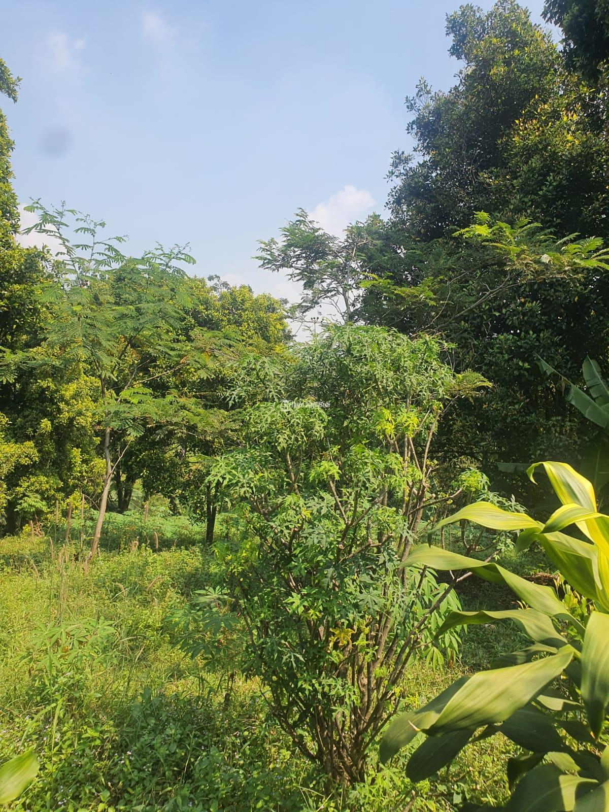 Tanah kebun Kp Cikalahang Hambalang Citeureup Kabupaten Bogor