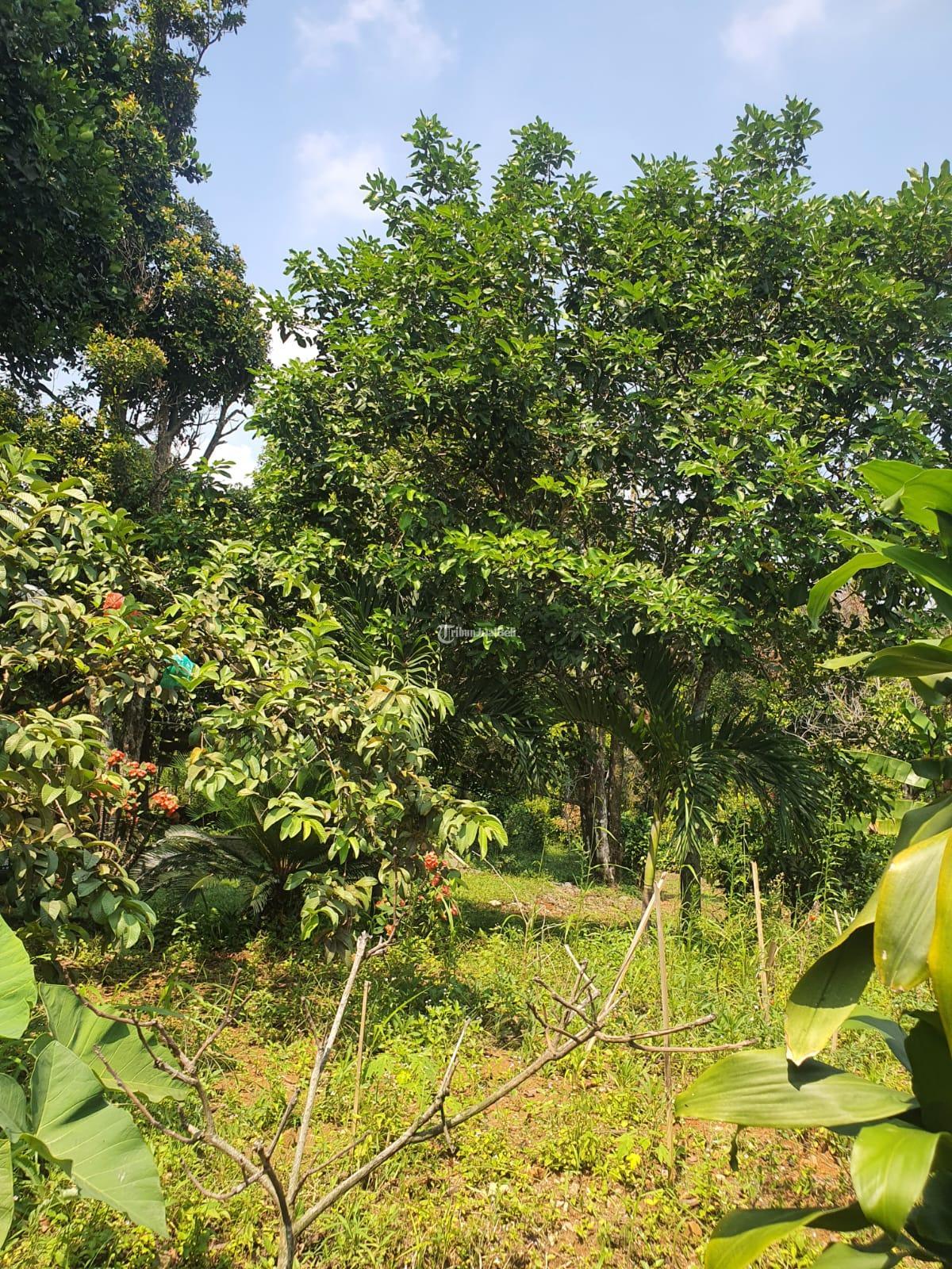 Tanah kebun Kp Cikalahang Hambalang Citeureup Kabupaten Bogor