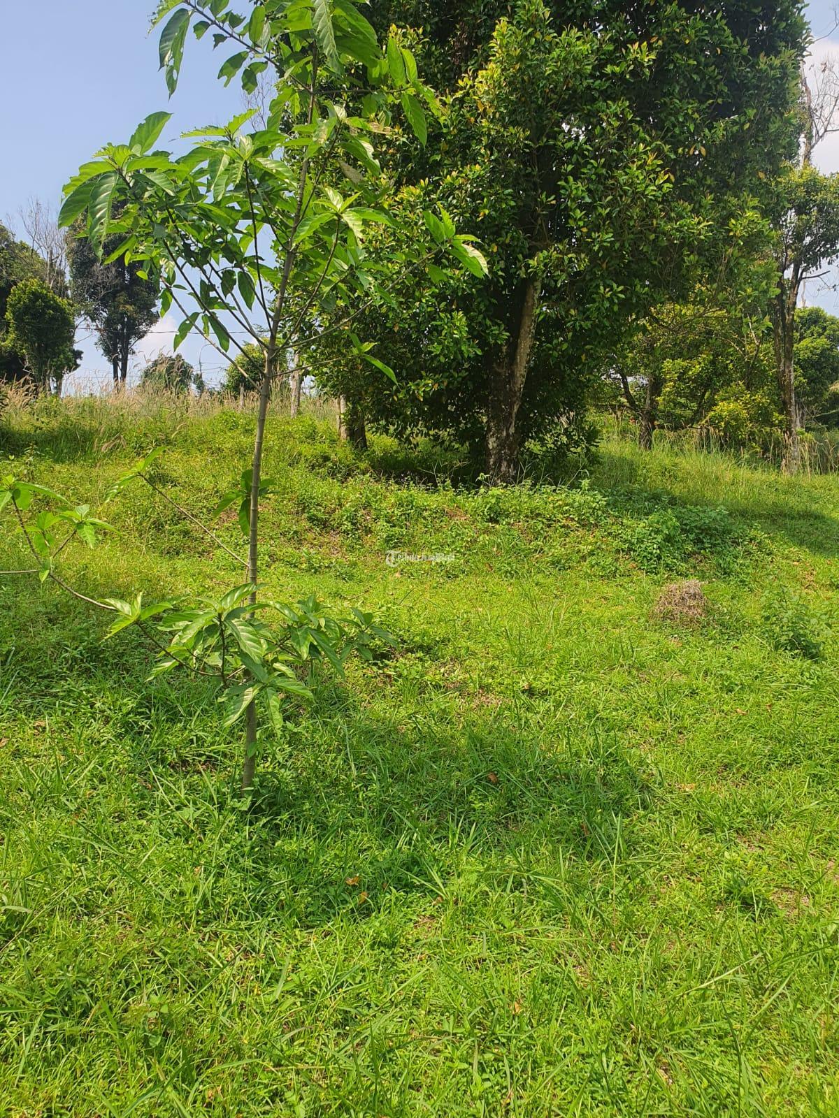 Tanah kebun Kp Cikalahang Hambalang Citeureup Kabupaten Bogor