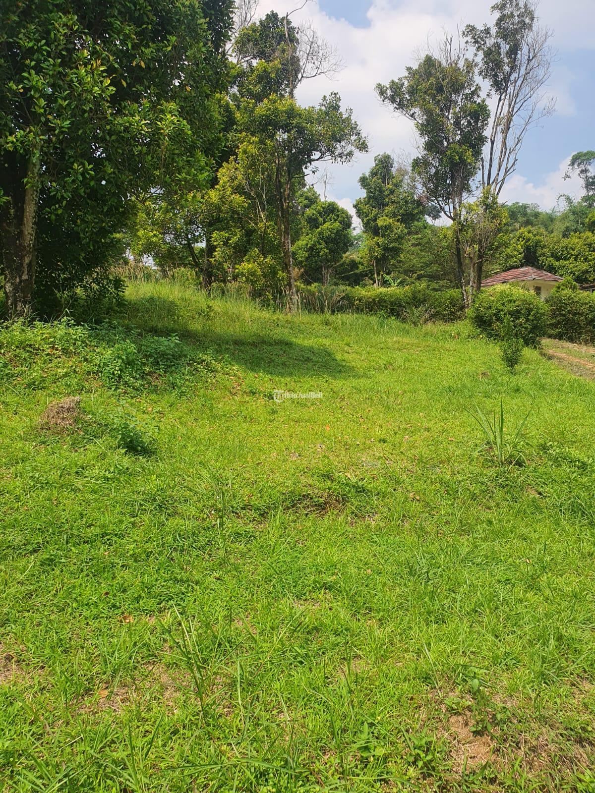 Tanah kebun Kp Cikalahang Hambalang Citeureup Kabupaten Bogor