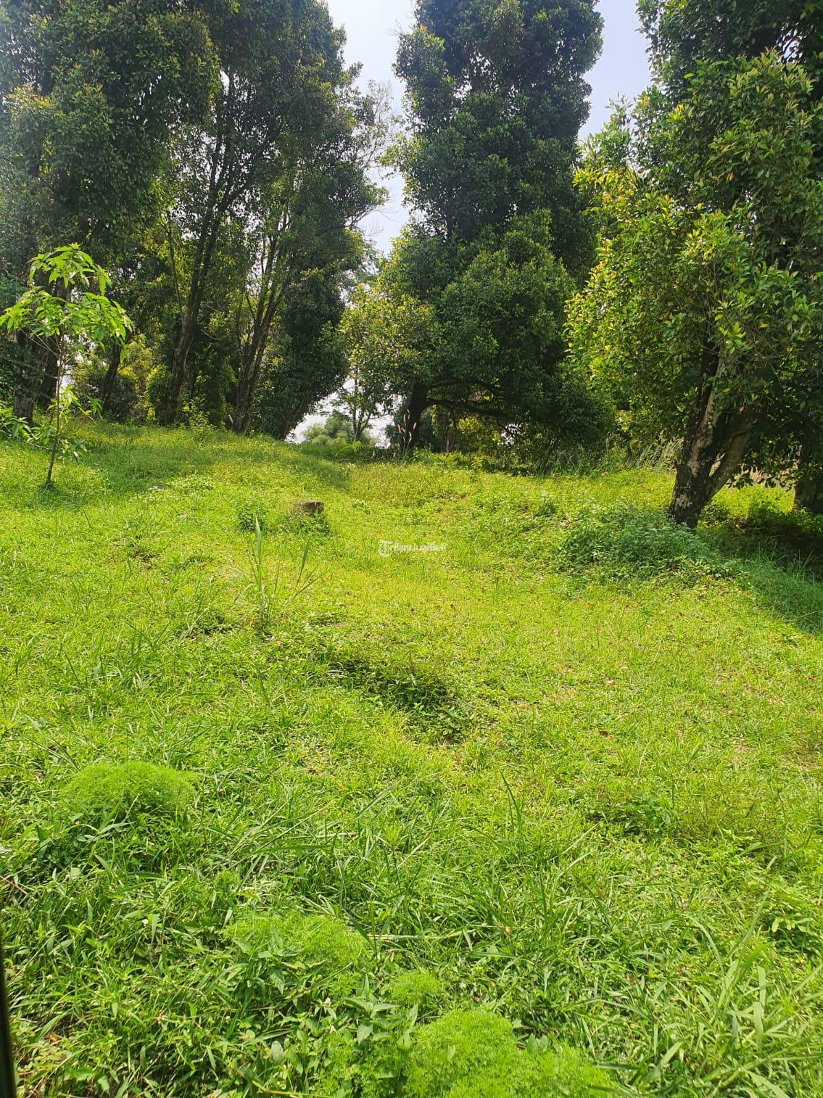 Tanah kebun Kp Cikalahang Hambalang Citeureup Kabupaten Bogor