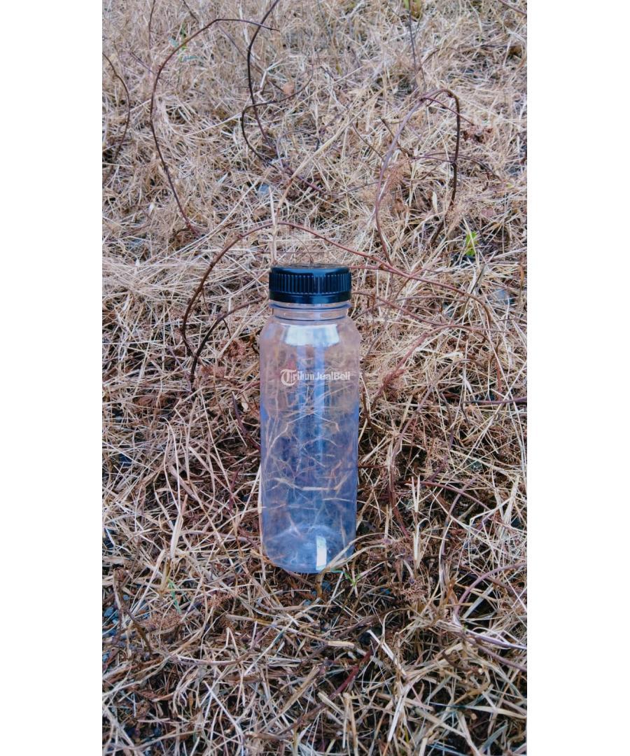 Botol Kale 250 Ml Murah Tutup Warna Hitam atau Putih - Kebumen