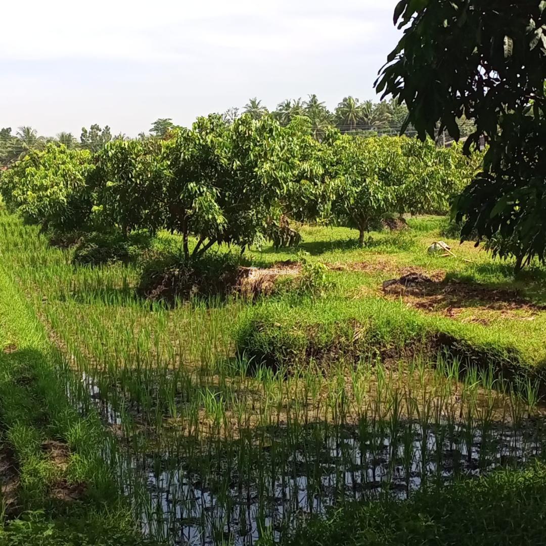 Jual Tanah Sawah Luas 1.002 m2 SHM Dekat YIA - Kulon Progo