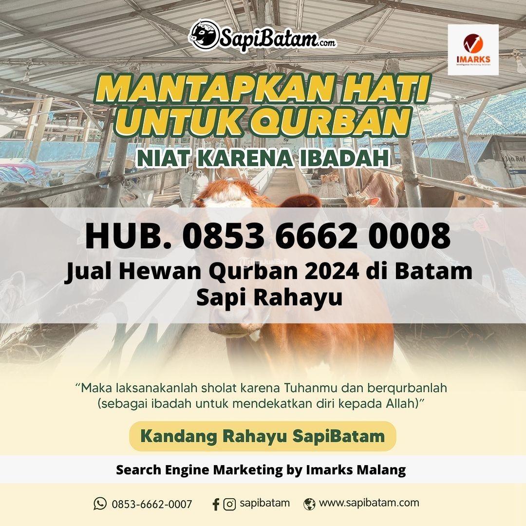 Sapi Kambing Domba Termurah di Batam Sapi Rahayu Qurban 2024