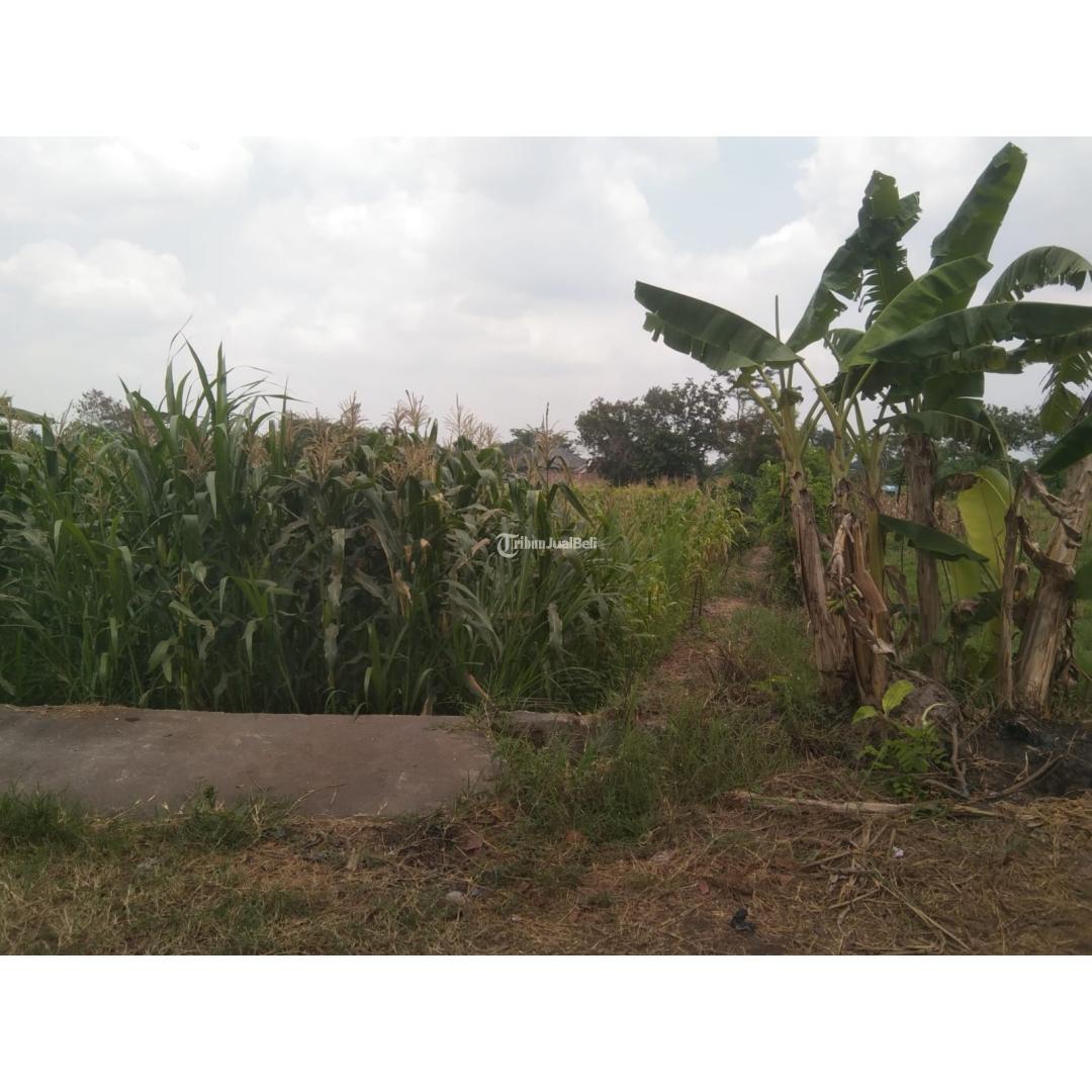 Tanah Sawah Murah Satu satunya gak ada lawan