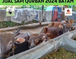 Sapi Kambing Kurban 2024 Termurah di Batam Sapi Rahayu - Batam