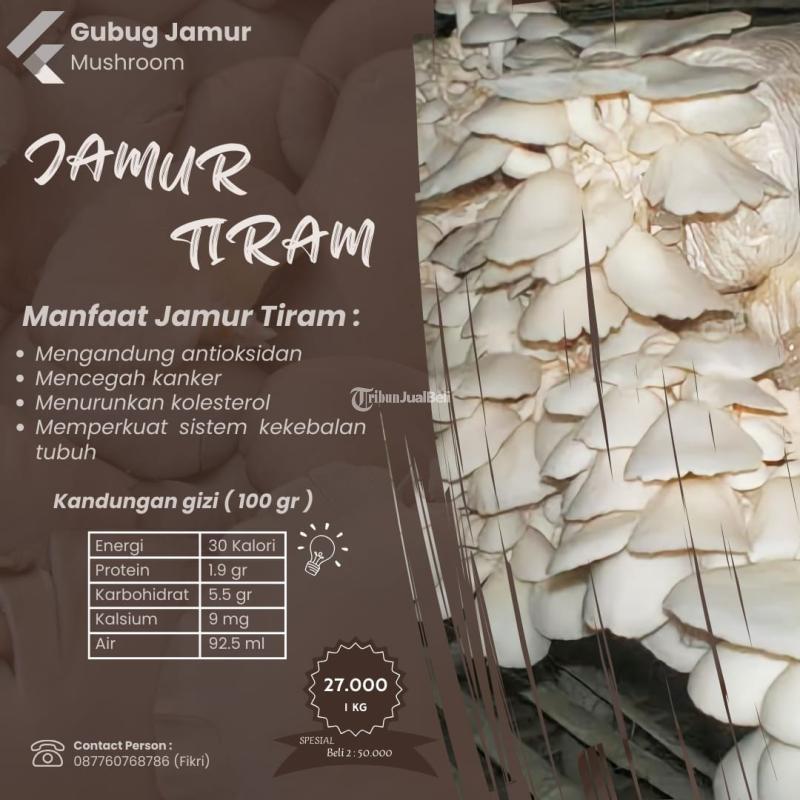 Jamur Tiram Organik Yogyakarta di Kulon Progo Tribun JualBeli