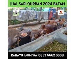 Sapi Kambing Kurban Lebaran Haji 2024 Termurah di Batam Sapi Rahayu - Batam