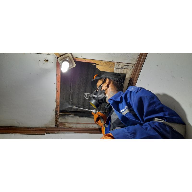 Anti Rayap Terpercaya Dan Bergaransi