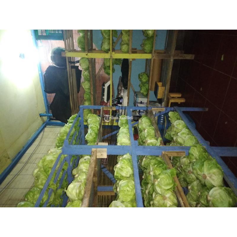 Sayur Lettuce Selalu Fresh Malang Jawa Timur