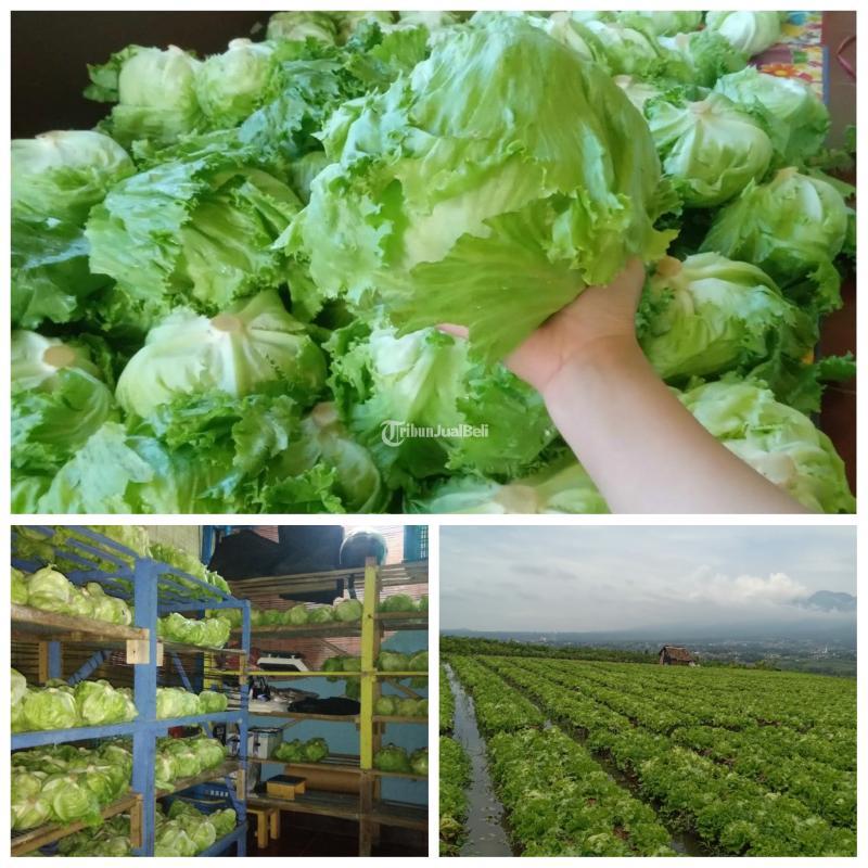 Sayur Head Lettuce Selalu Fresh