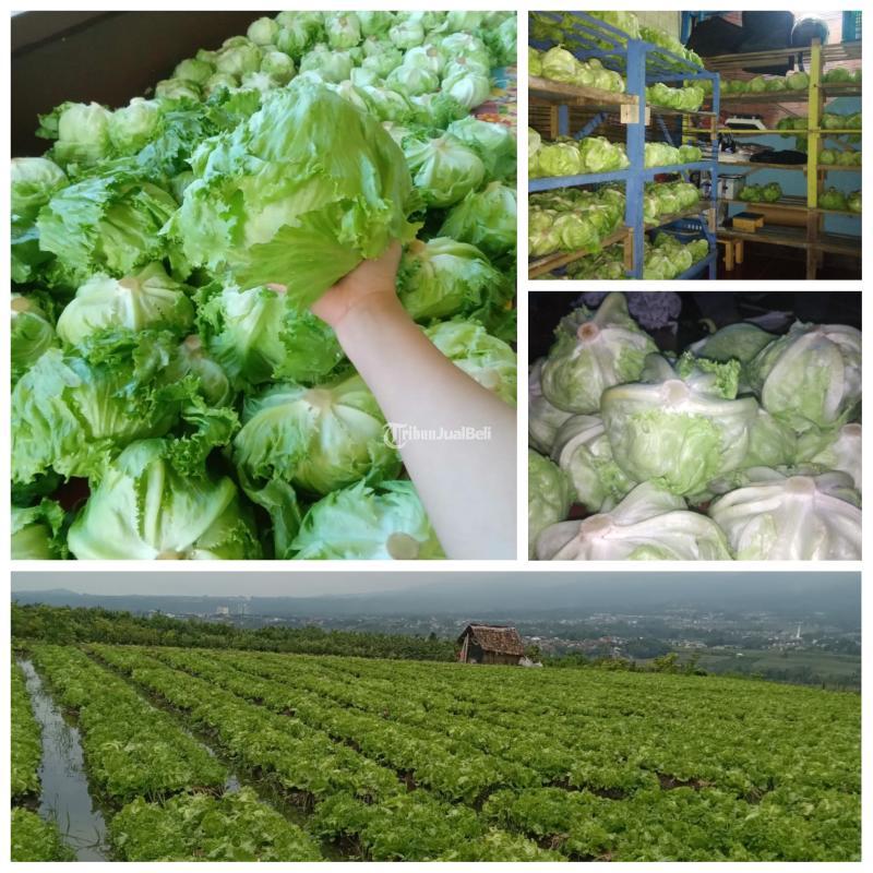 Sayur Segar Head Lettuce Siap Kirim Free Ongkir - Lamongan