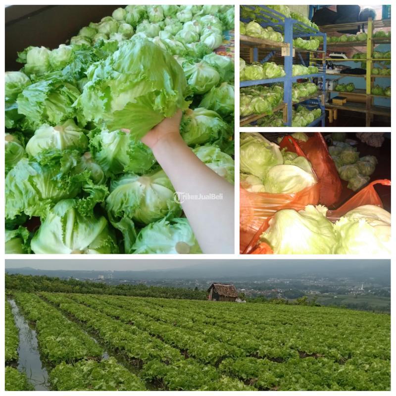 Sayur Supermarket Head Lettuce Langsung Petani Kota Batu
