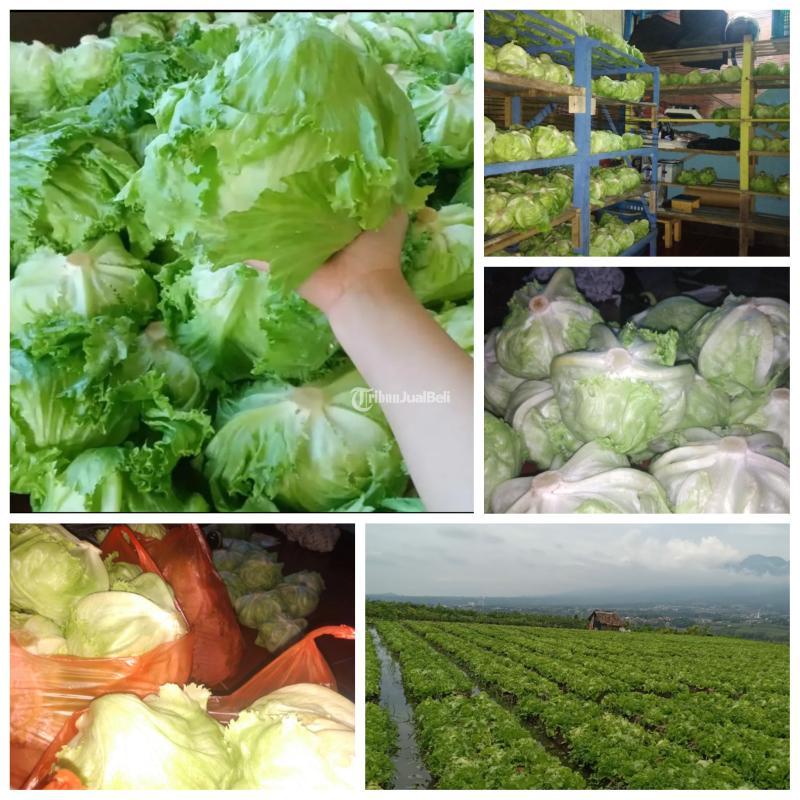 Sayur Segar Lettuce Head Siap Kirim