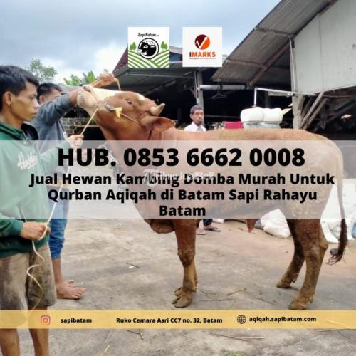 HEWAN QURBAN BATAM, Sapi Kambing Murah Untuk Ternak di Batam Sapi Rahayu Batam