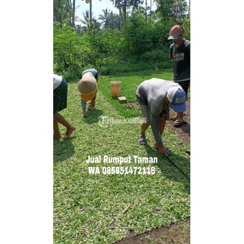 Rumput Gajah Mini Per Meter Kwalitas Terjamin di Malang - Tribun JualBeli