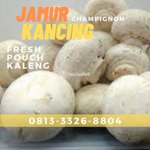 Supplier Champignon Jamur Kancing diSidoarjo - Tribun JualBeli