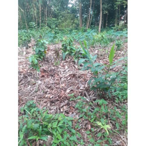 Di Jual Murah Sebidang Tanah Kebun Di Citereup Bogor