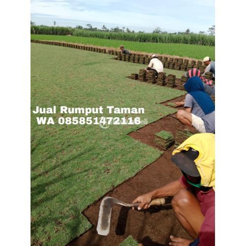 Perumpai Rumput Supplier Rumput Jepang Berkwalitas - Tribun JualBeli