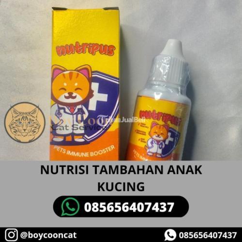 Nutisi Tambahan Anak Kucing Nutripus - Malang