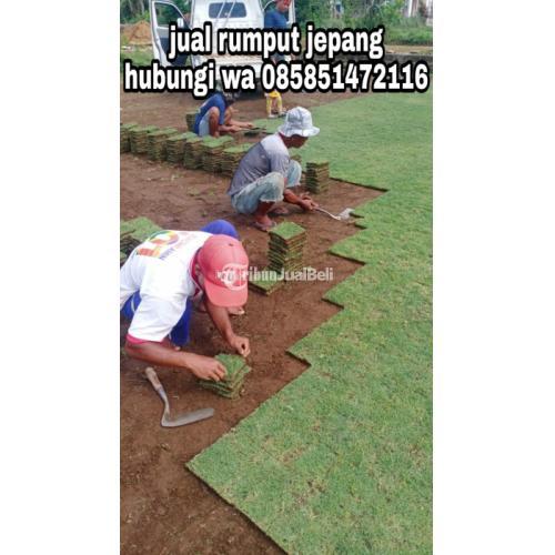 Perumpai Rumput Rumput Jepang Termurah di Sampang - Tribun JualBeli