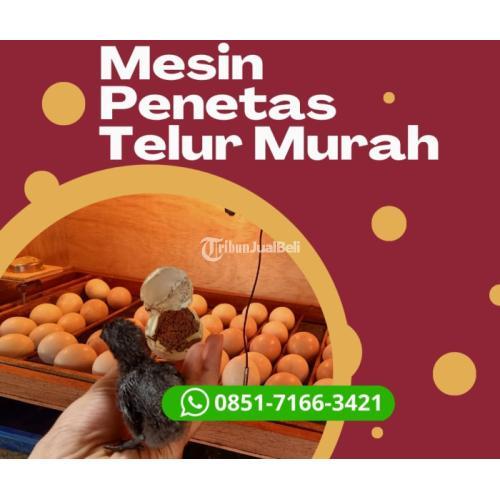 Alamat Penjual Harga Mesin Penetas Telur Burung Lovebird Di Tanjung Jabung Barat
