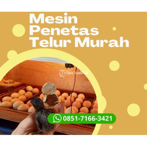 Alamat Penjual Harga Mesin Penetas Telur Burung Lovebird Di Sidoarjo Jawa Timur J