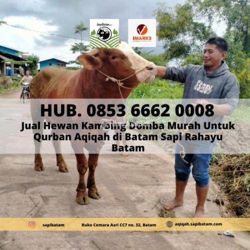 HEWAN QURBAN BATAM, Hub. 0853 6662 0008, Hewan Qurban Sapi Kambing Batam Untuk Lebaran Haji Sapi