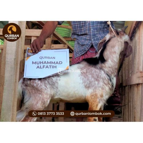 0813 3773 3533 JUAL KAMBING QURBAN DI MATARAM LOMBOK