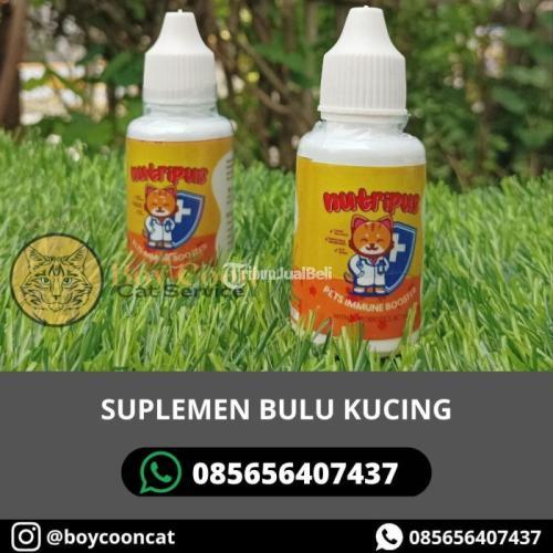 SUPLEMEN BULU KUCING
