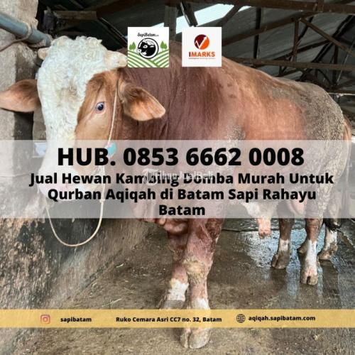 HEWAN QURBAN BATAM, Hub. 0853 6662 0008 Hewan Qurban Sapi Kambing Batam Sapi Rahayu
