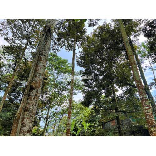 Kebun Durian Jl Raya Karangpandan Karanganyar