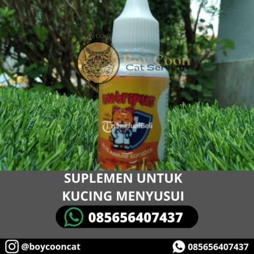 SUPLEMEN UNTUK KUCING MENYUSUI